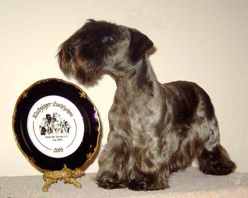 Cesky Terrier " Alenka Klanovice of Cesky Dreams