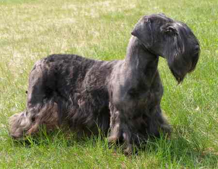 Cesky Terrier Hndin " Gloria Kvitko" Klubsiegerin CZ 06, BOB